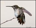 _0SB1683 ruby-throated hummingbird